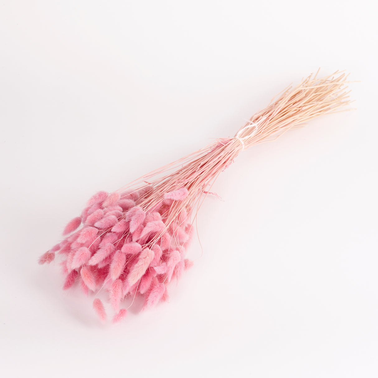 Lagurus ovatus, (Bunny Tails), Dried, Lilac, 100g