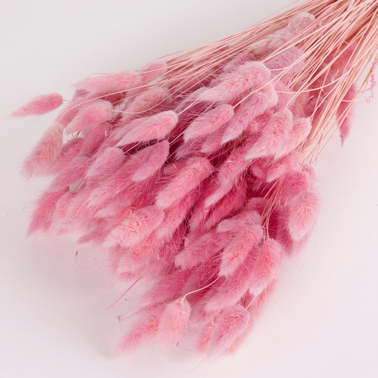 Lagurus ovatus, (Bunny Tails), Dried, Lilac, 100g