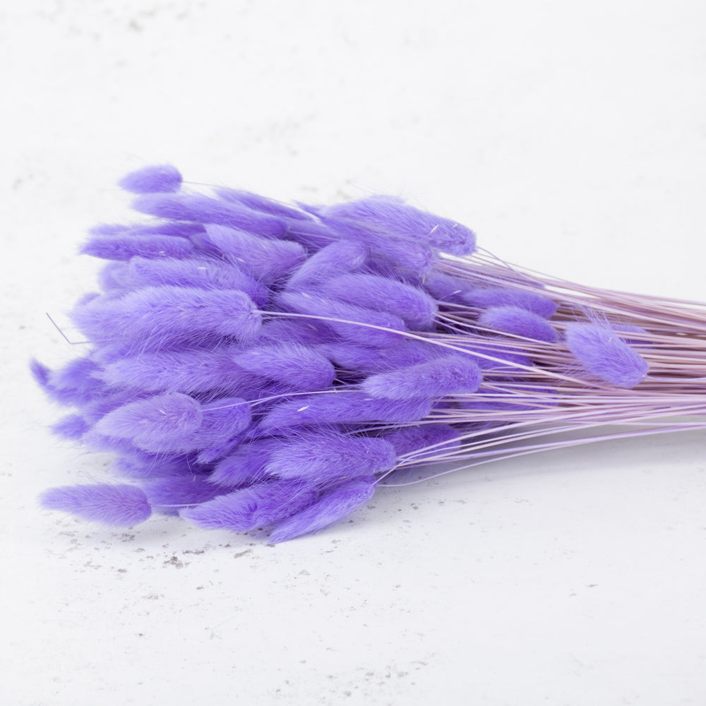 Lagurus ovatus (Bunny Tails) Milka, 100g