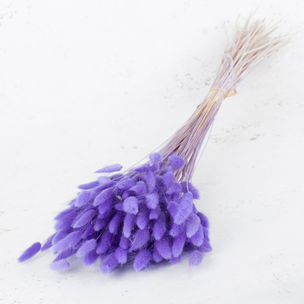 Lagurus ovatus (Bunny Tails) Milka, 100g