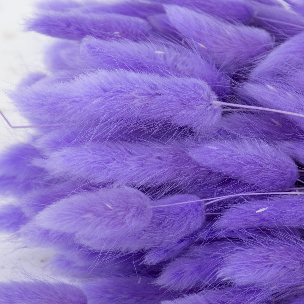 Lagurus ovatus (Bunny Tails) Milka, 100g