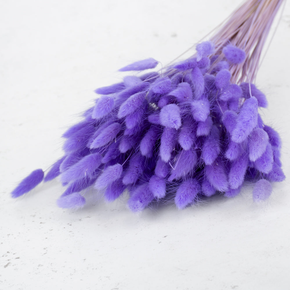 Lagurus ovatus (Bunny Tails) Milka, 100g