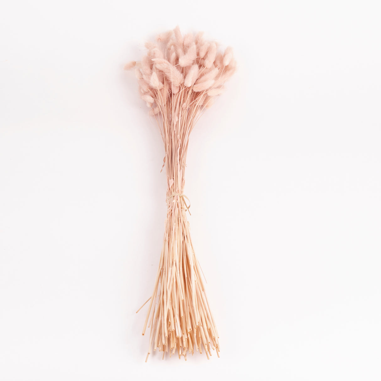 Lagurus ovatus, (Bunny Tails), Dried, Buff, 100g