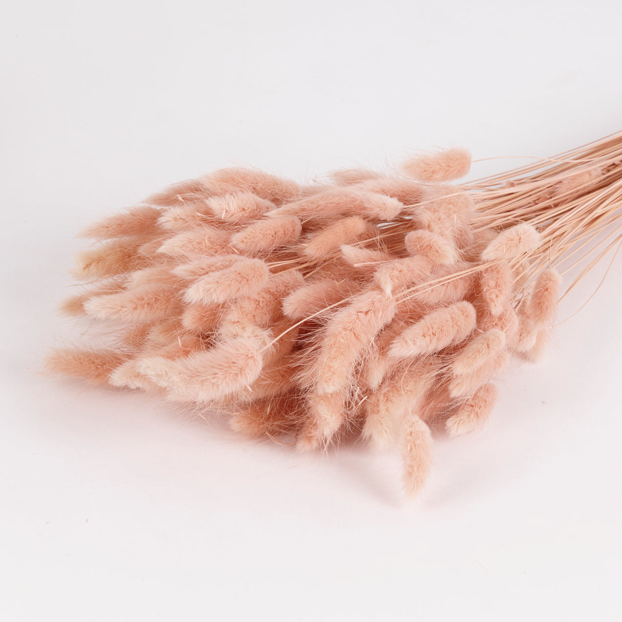 Lagurus ovatus, (Bunny Tails), Dried, Buff, 100g