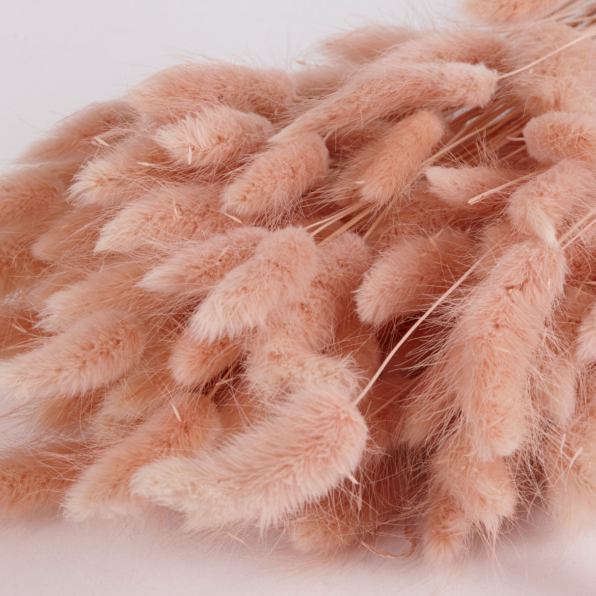 Close up of Lagurus Ovatus, Buff colour.