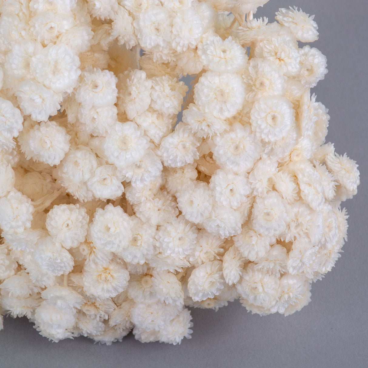 This image shows a bunch of dried, white helichrysum immortelle against a grey background