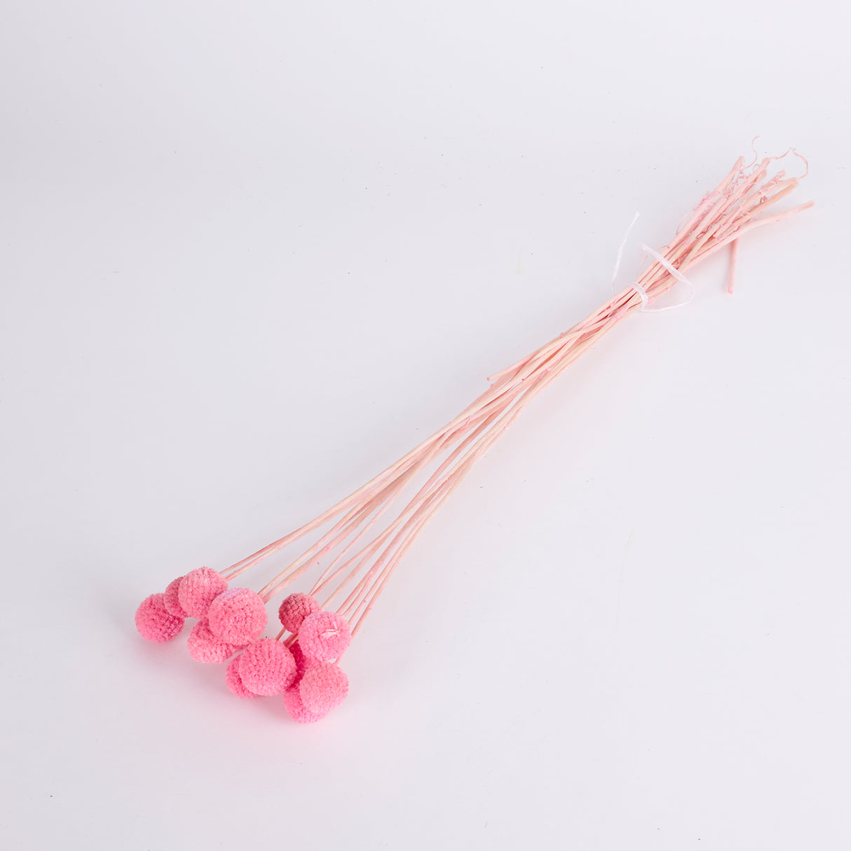 Craspedia, Pink, Bunch x 15 Stems