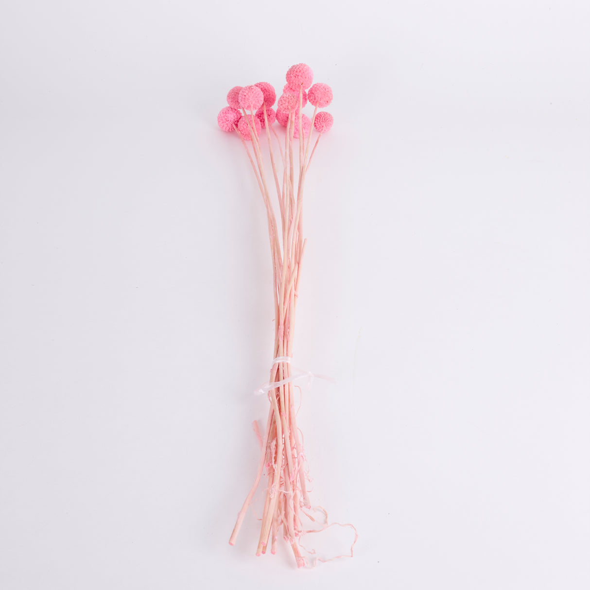 Craspedia, Pink, Bunch x 15 Stems