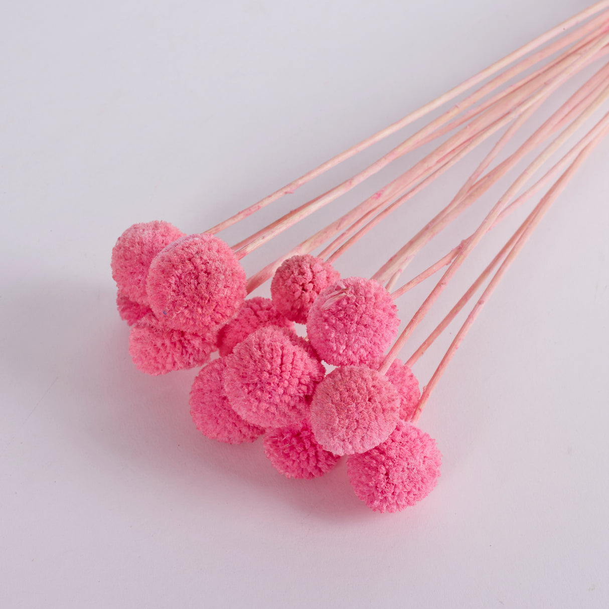 Craspedia, Pink, Bunch x 15 Stems