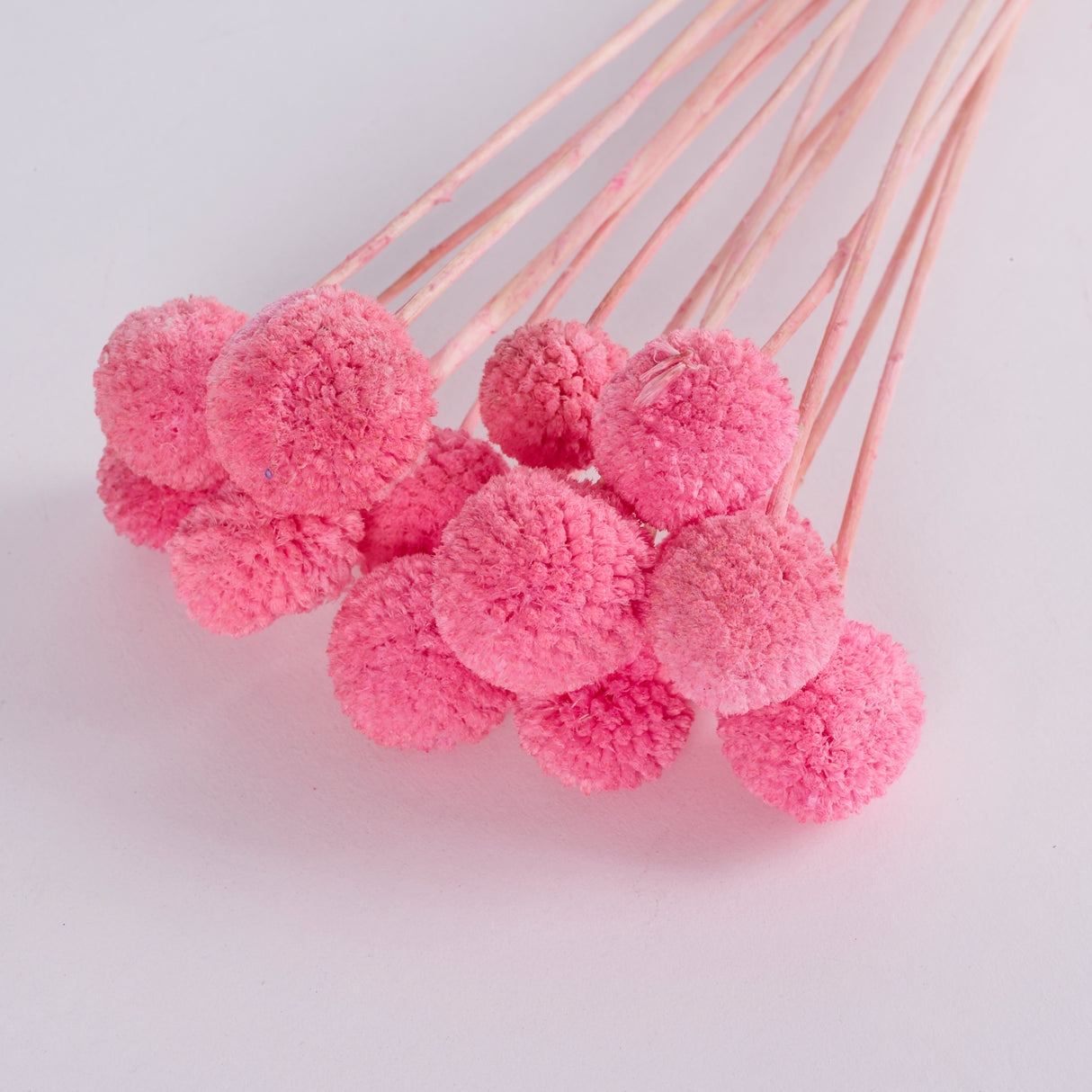 Craspedia, Pink, Bunch x 15 Stems