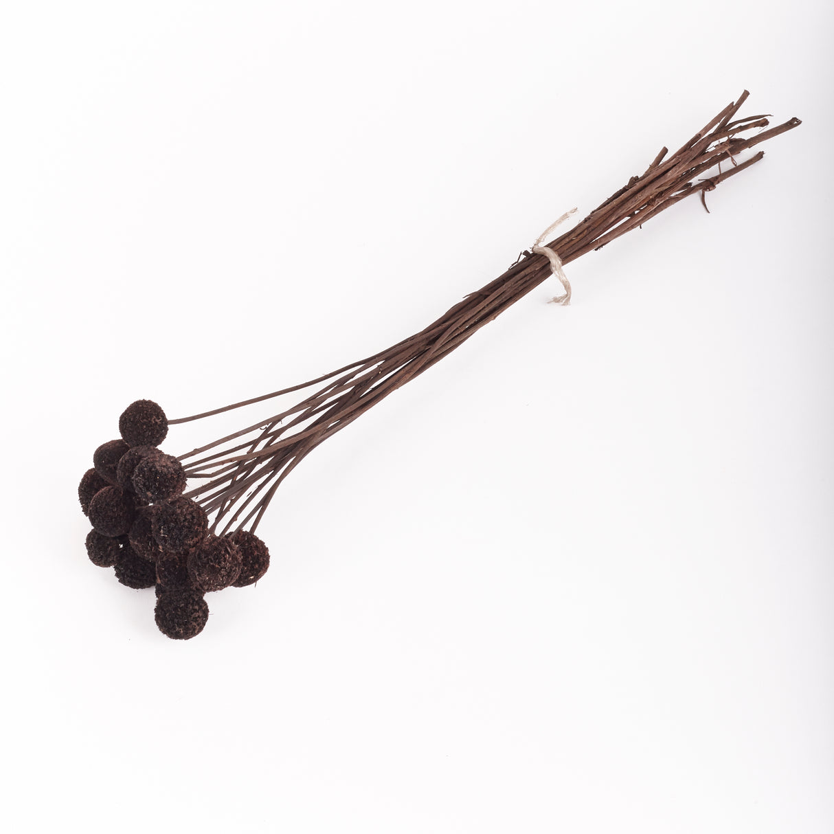 Craspedia, Black, Bunch x 15 Stems