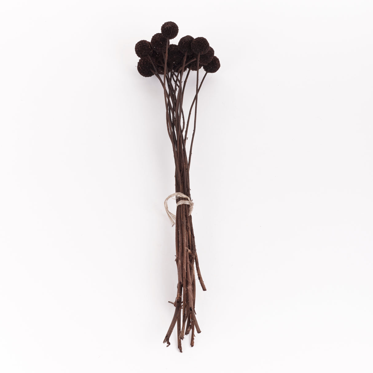 Craspedia, Black, Bunch x 15 Stems