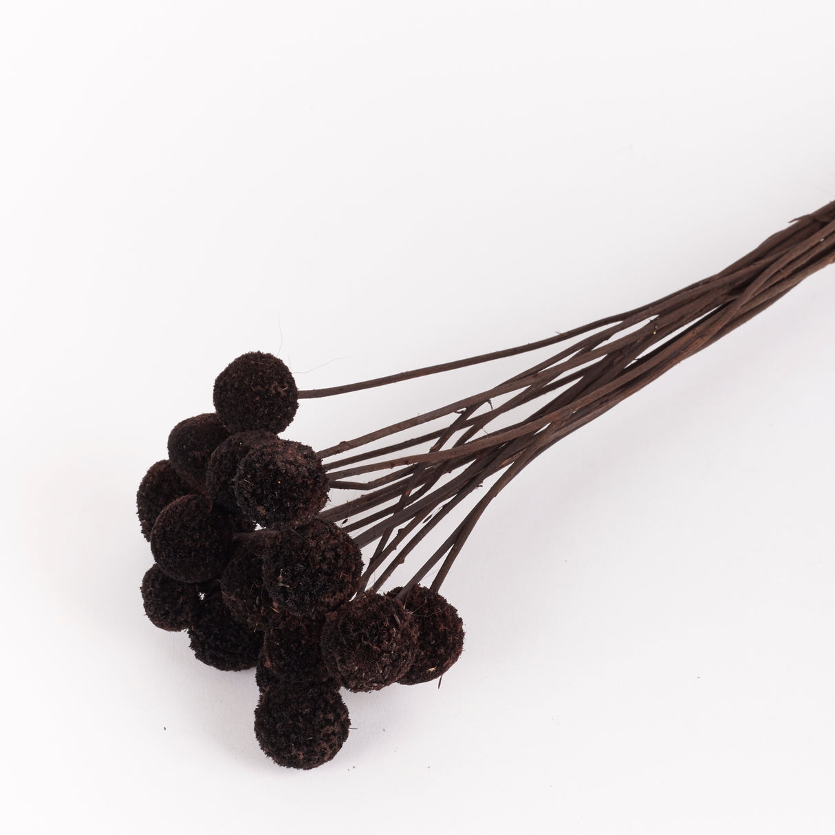 Craspedia, Black, Bunch x 15 Stems