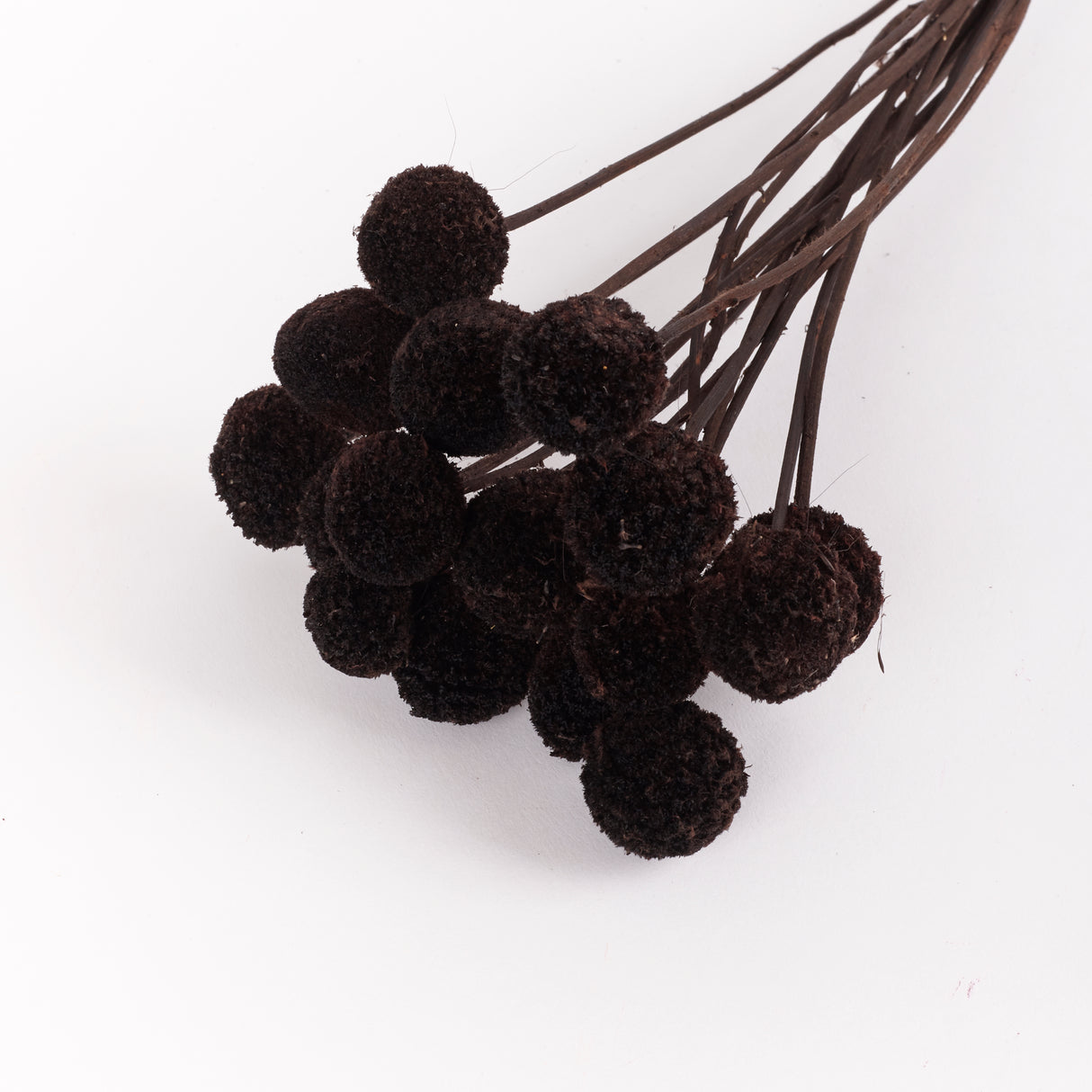 Craspedia, Black, Bunch x 15 Stems