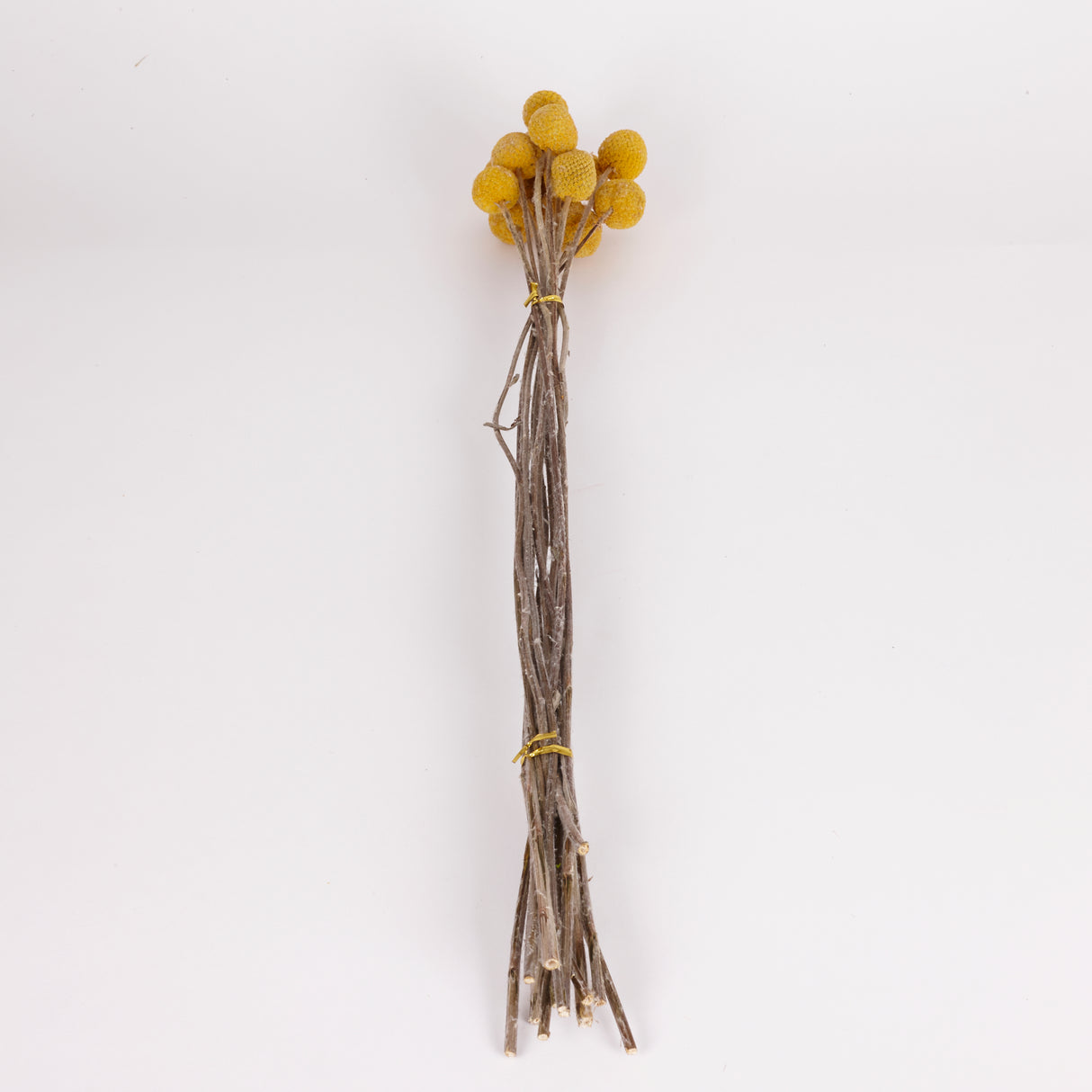 Craspedia, Dried, Natural Yellow, 15 Stem Bunch