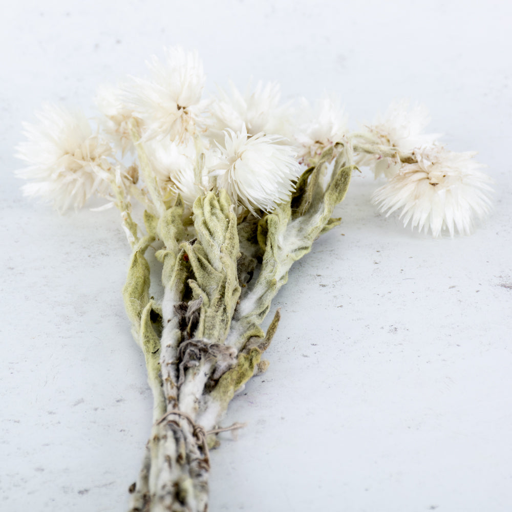 Helichrysum vestitum, Capsbloem, Natural White, Bunch