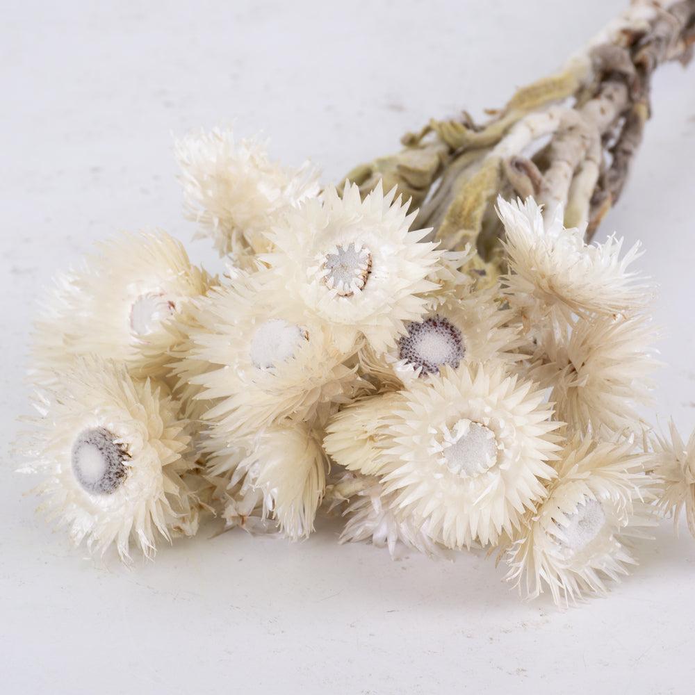 Helichrysum vestitum, Capsbloem, Natural White, Bunch