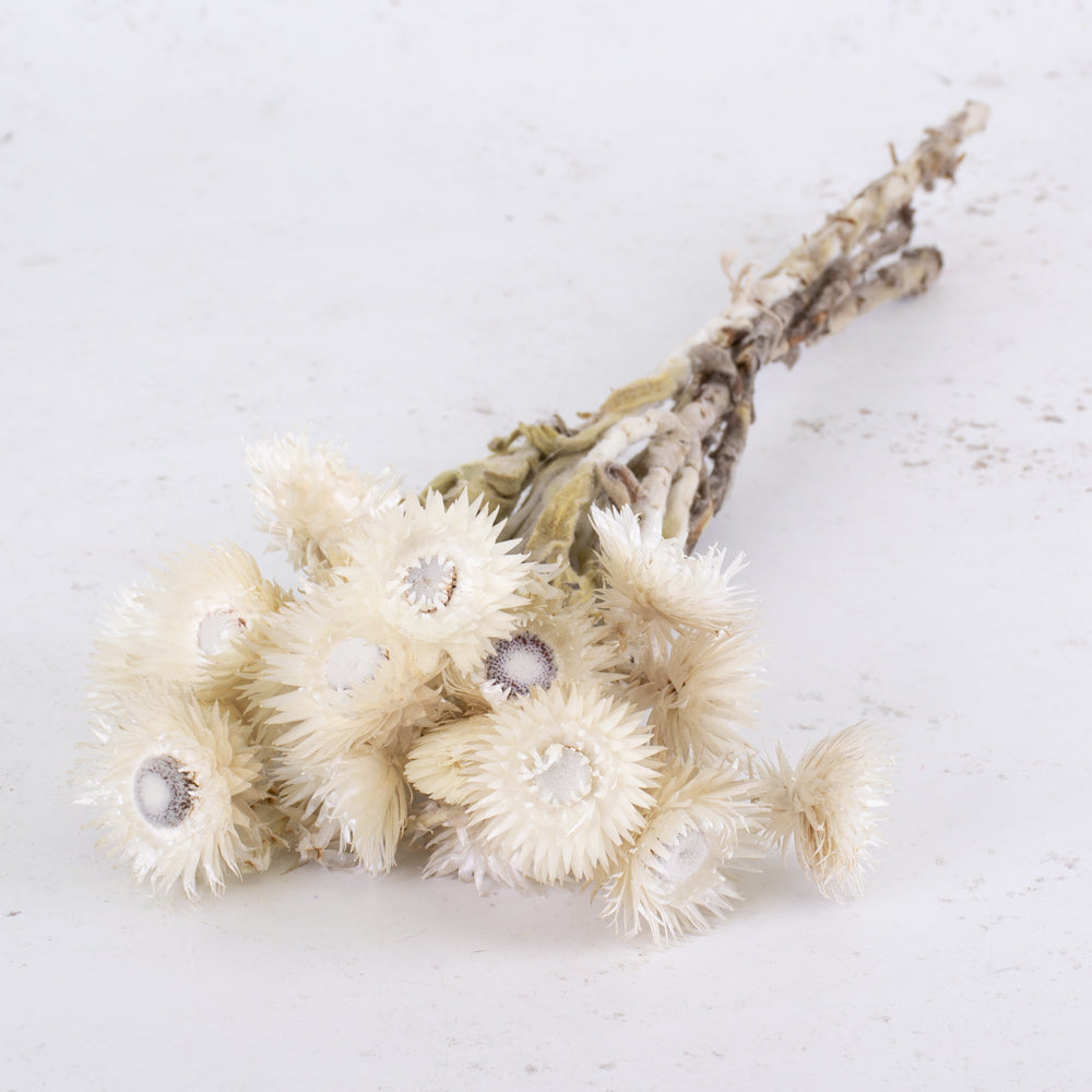 Helichrysum vestitum, Capsbloem, Natural White, Bunch