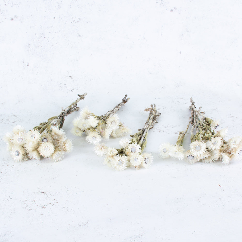 Helichrysum vestitum, Capsbloem, Natural White, Bunch