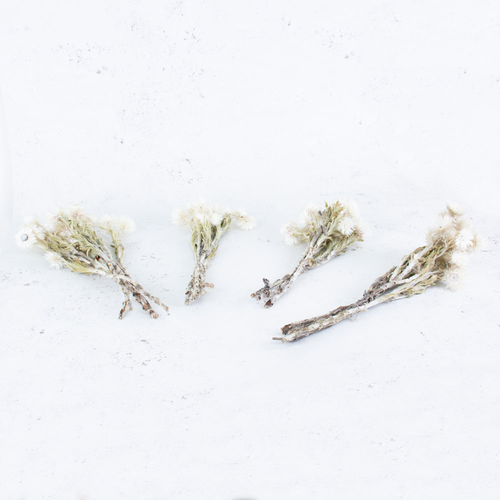 Helichrysum vestitum, Capsbloem, Natural White, Bunch