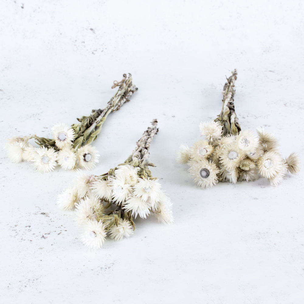 Helichrysum vestitum, Capsbloem, Natural White, Bunch