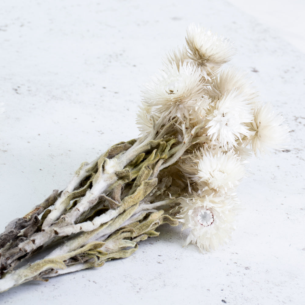Helichrysum vestitum, Capsbloem, Natural White, Bunch