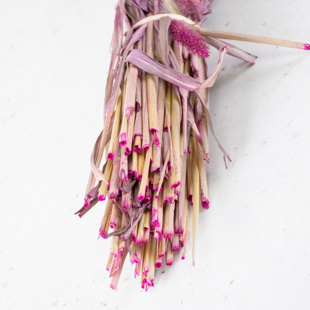 Dried Setaria Grass, Fuchsia Pink, 65cm Bunch