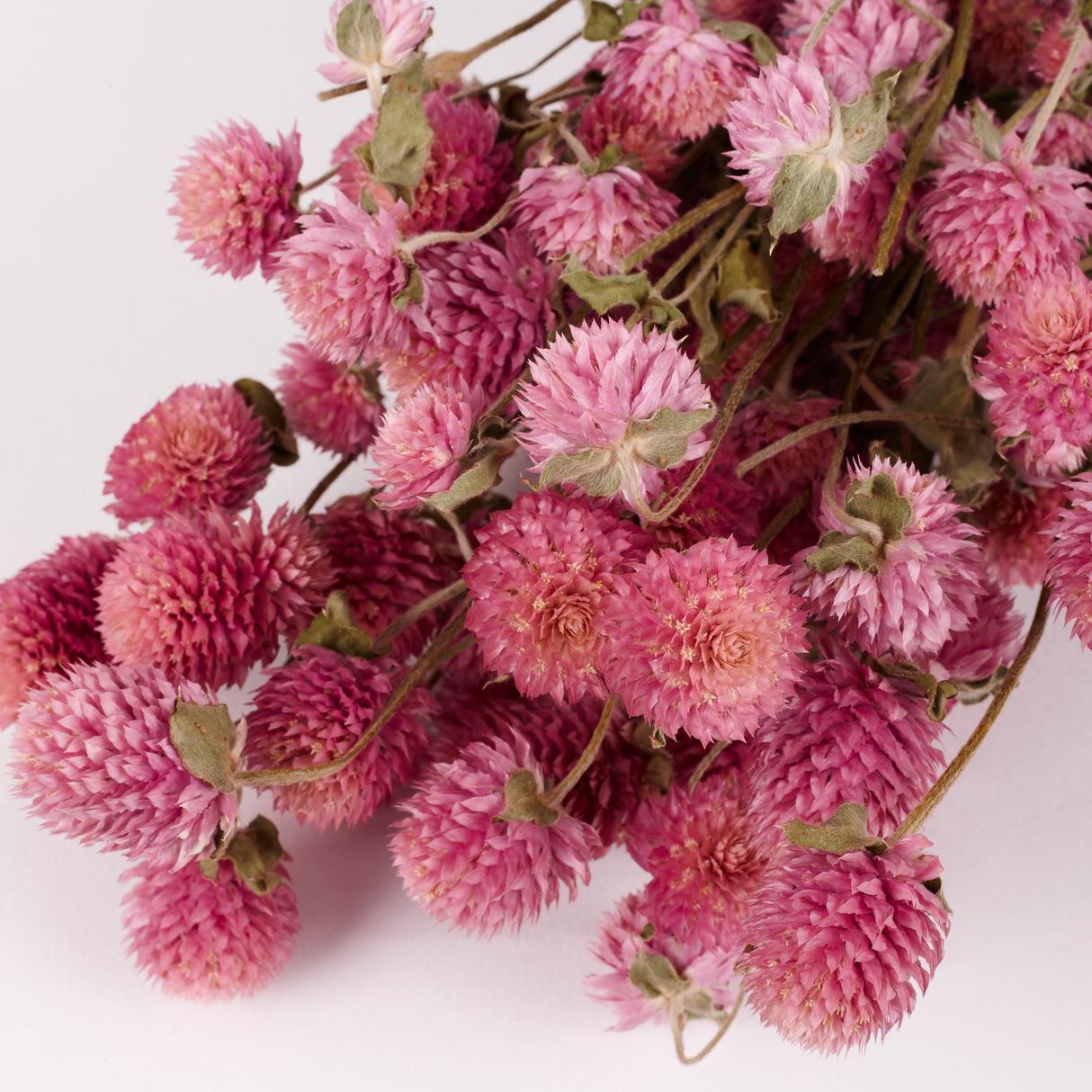 Gomphrena, Dried, Natural Lilac, 80g Bunch