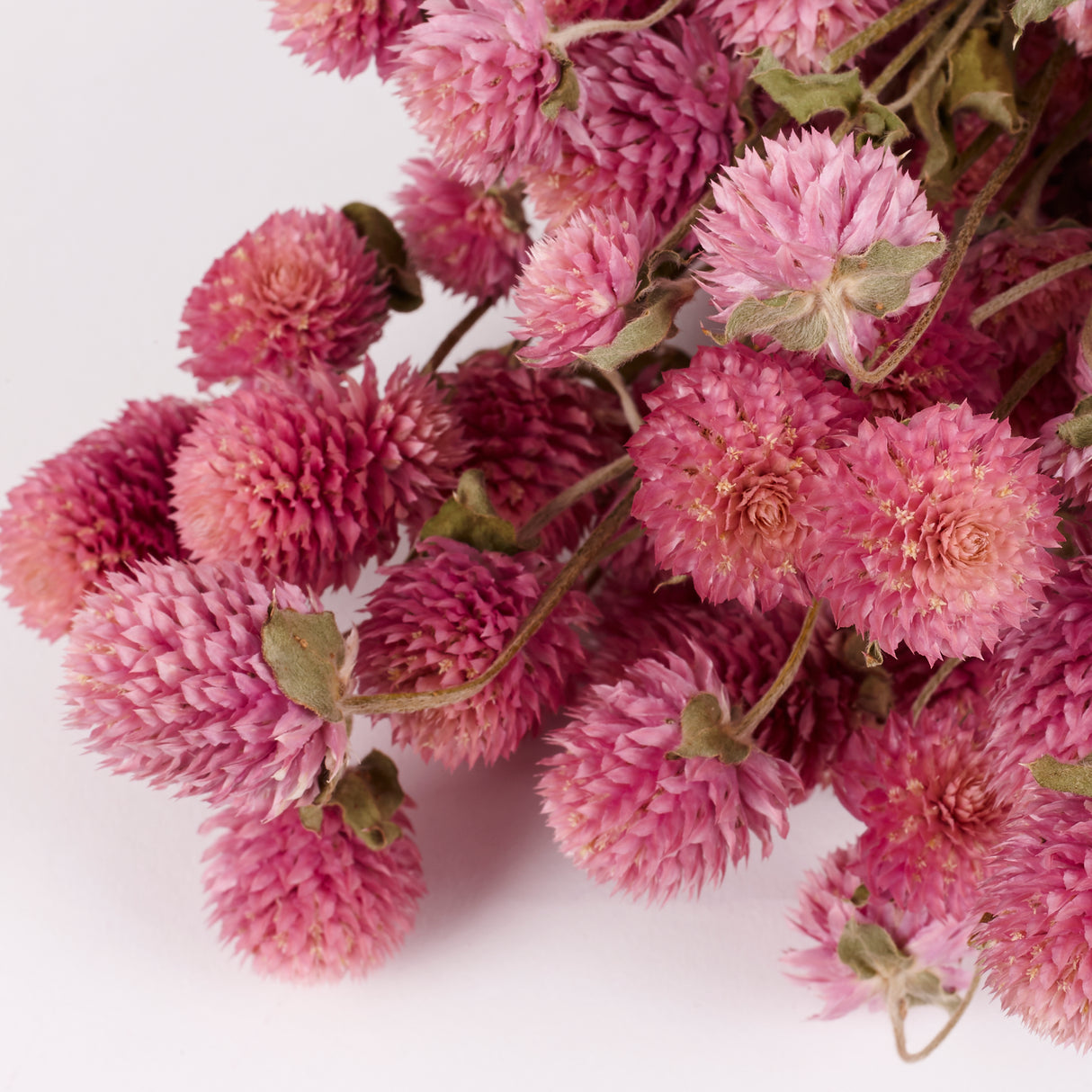 Gomphrena, Dried, Natural Lilac, 80g Bunch