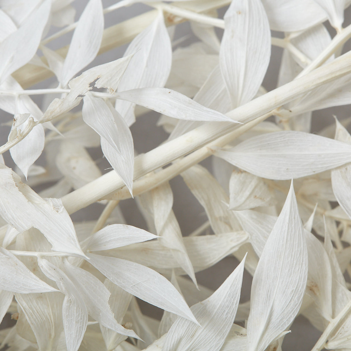 This is a bunch of Ruscus stems that have been bleached to a soft white colour.