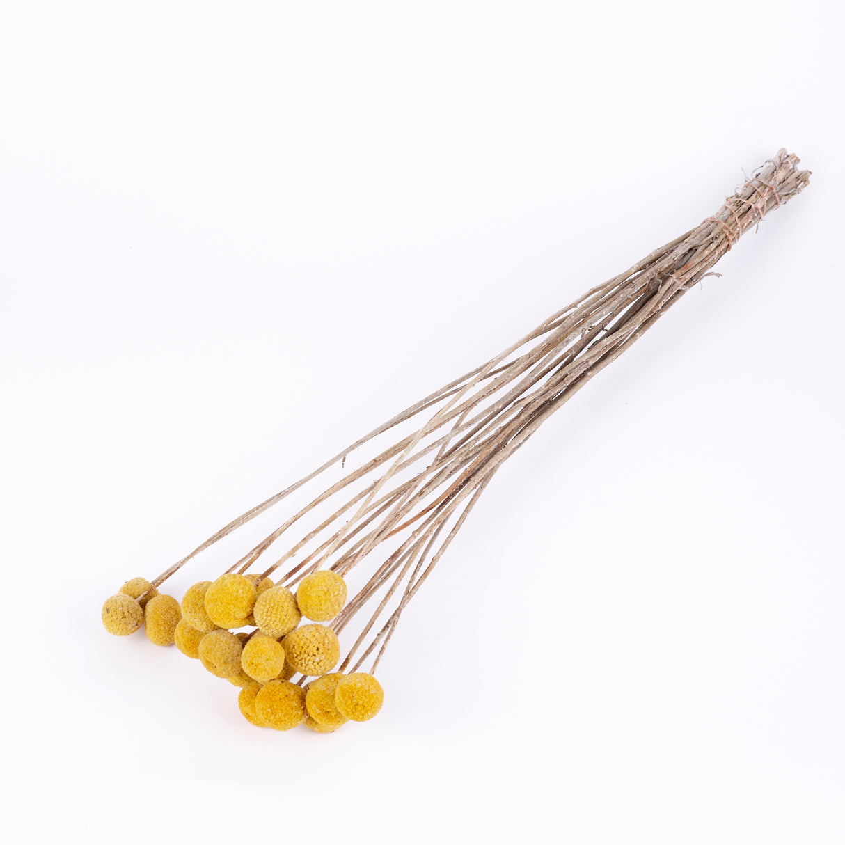 Craspedia, Natural Yellow, Bunch x 20 Stems