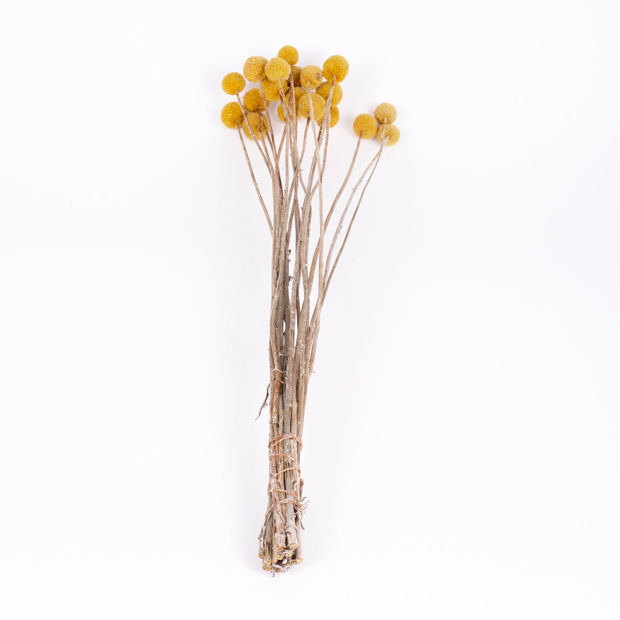Craspedia, Natural Yellow, Bunch x 20 Stems