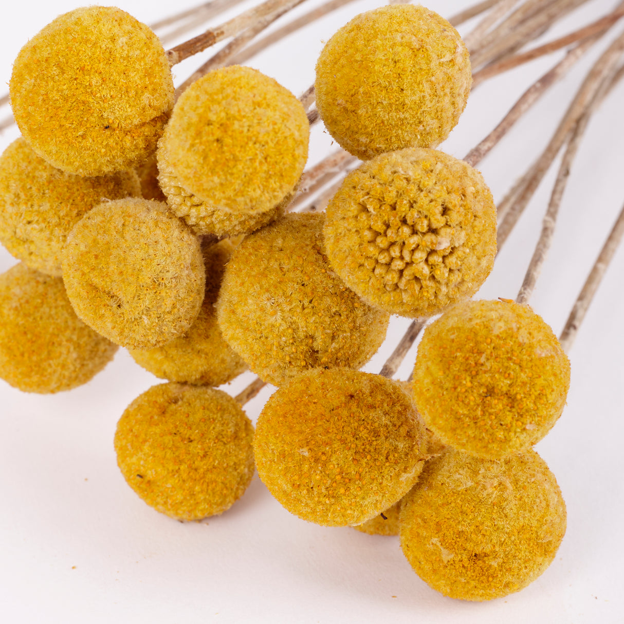 Craspedia, Natural Yellow, Bunch x 20 Stems