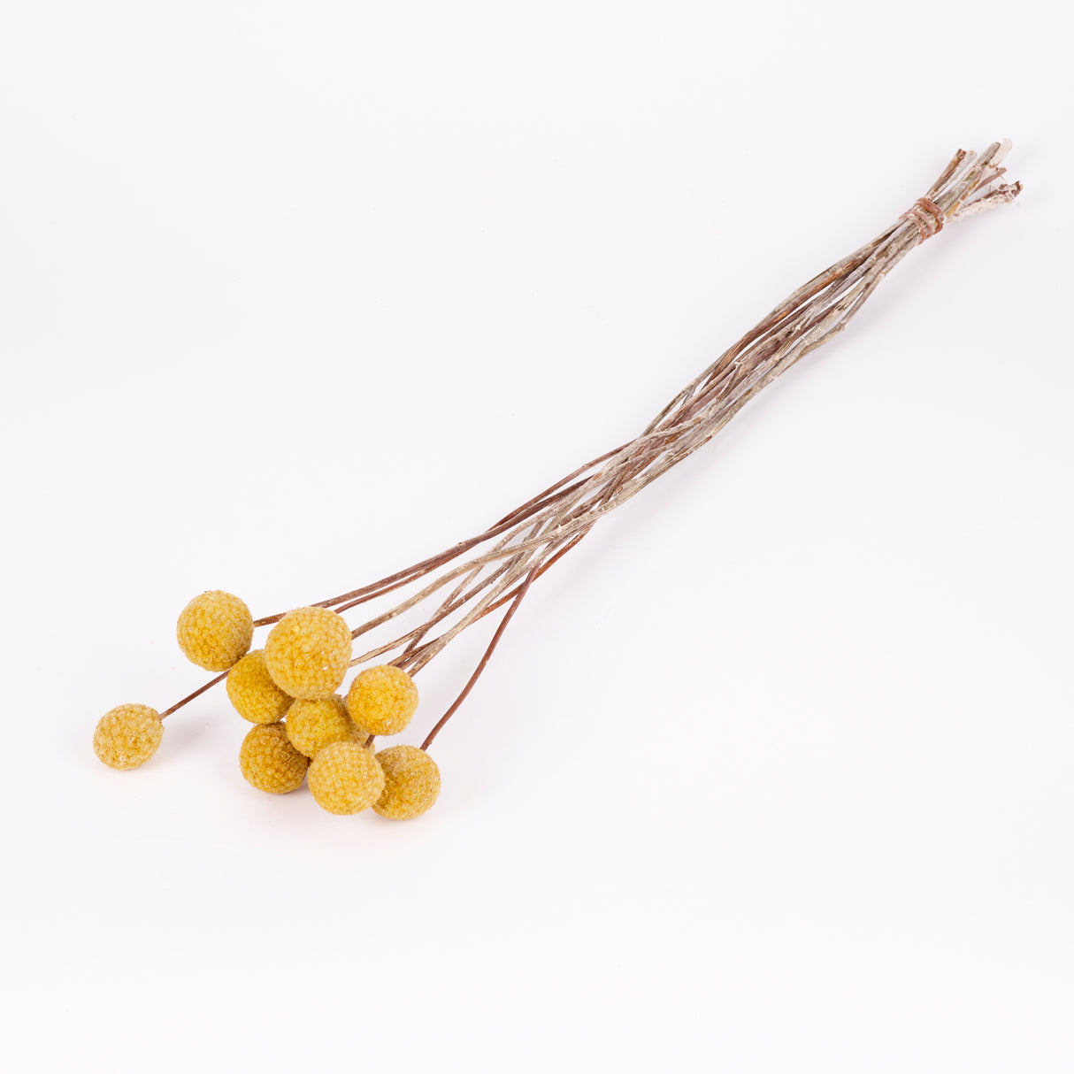 Craspedia XL, (billy buttons), Dried, Natural Yellow, Bunch x 10 stems