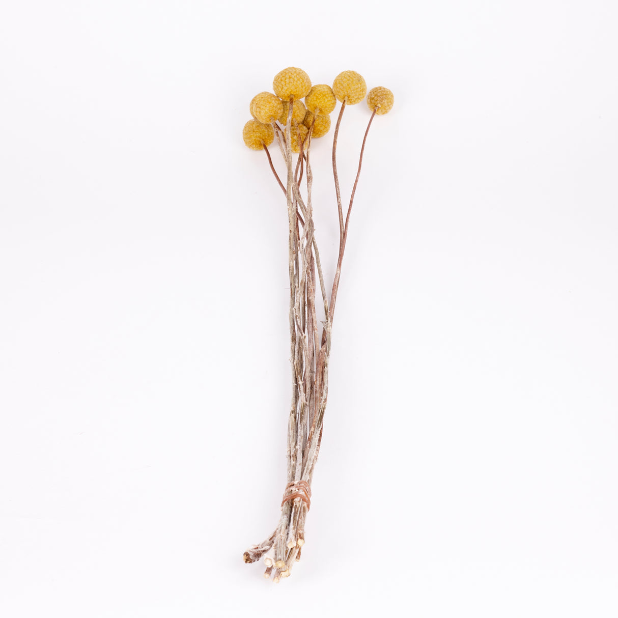 Craspedia XL, (billy buttons), Dried, Natural Yellow, Bunch x 10 stems