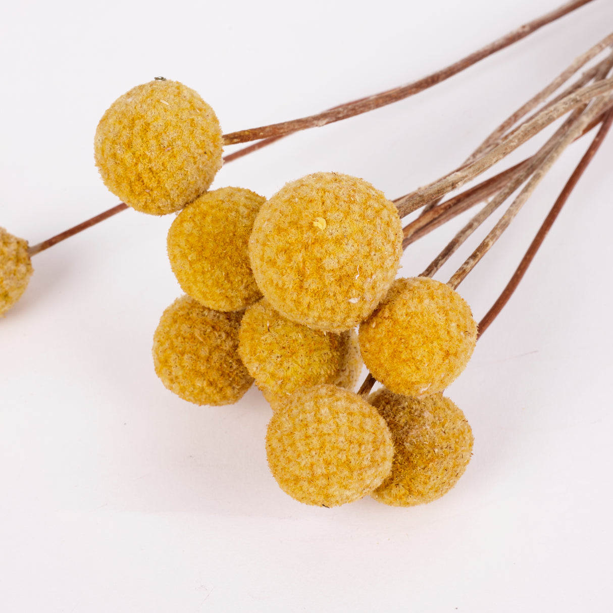 Craspedia XL, (billy buttons), Dried, Natural Yellow, Bunch x 10 stems