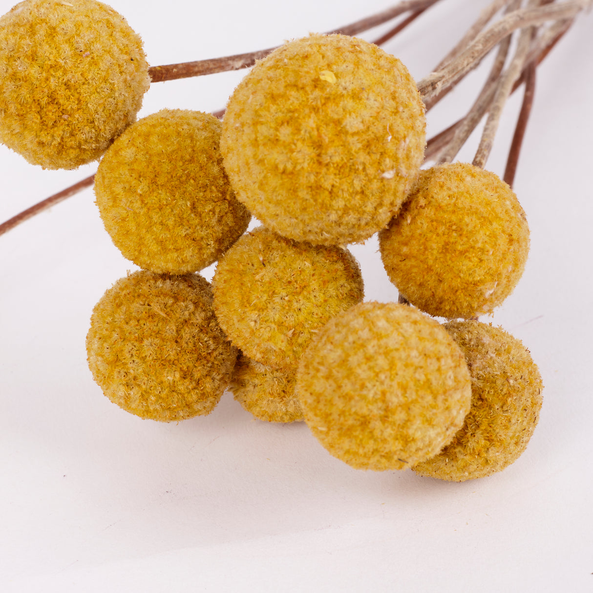 Craspedia XL, (billy buttons), Dried, Natural Yellow, Bunch x 10 stems