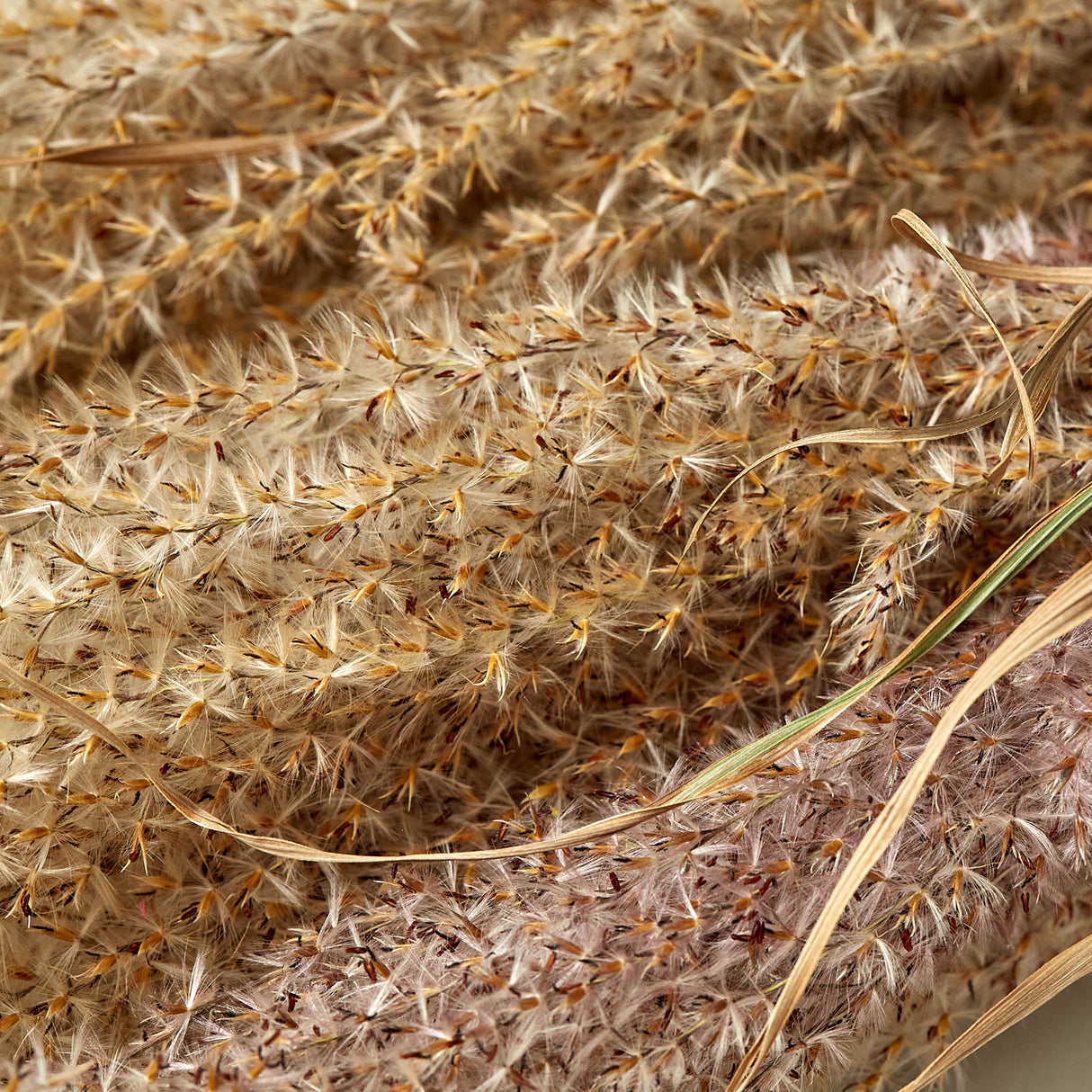 Reed Grass, Fluffy, Dried, Natural Pink