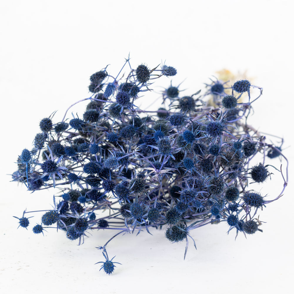 Eryngium Thistle, Dyed Blue