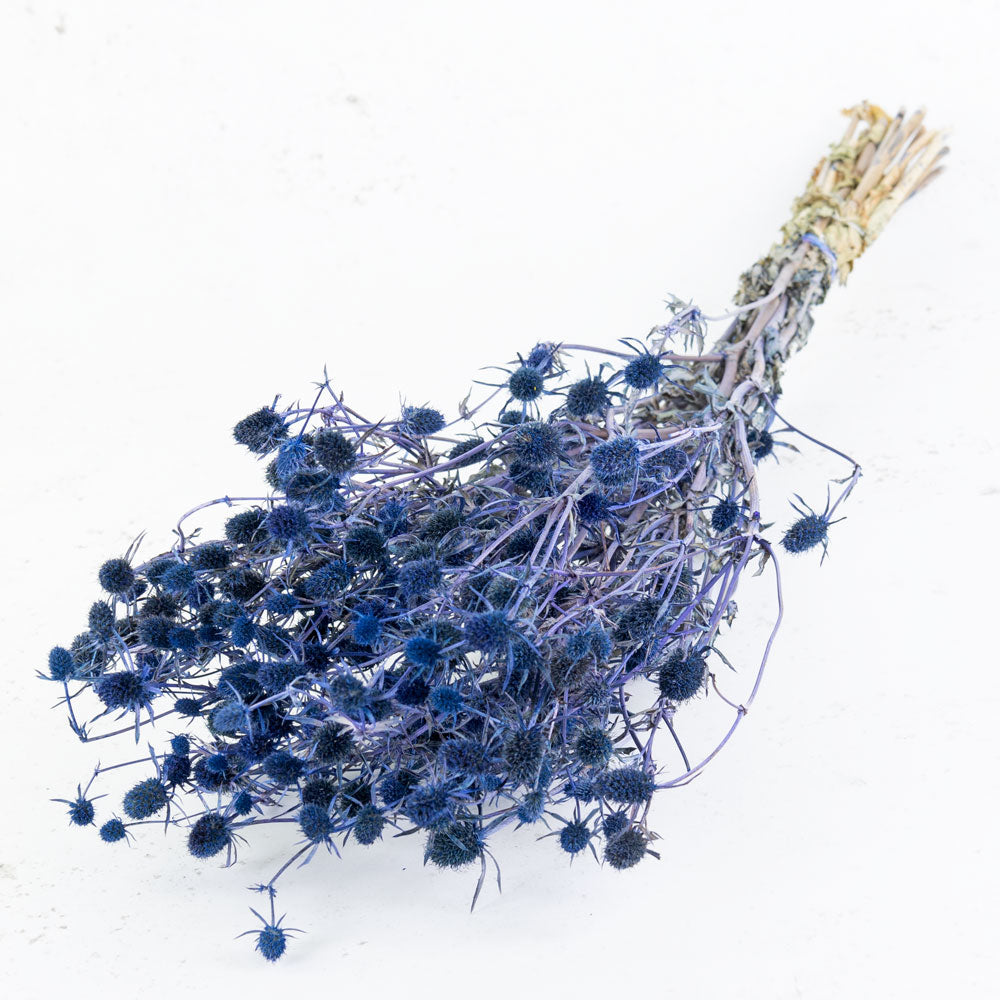 Eryngium Thistle, Dyed Blue