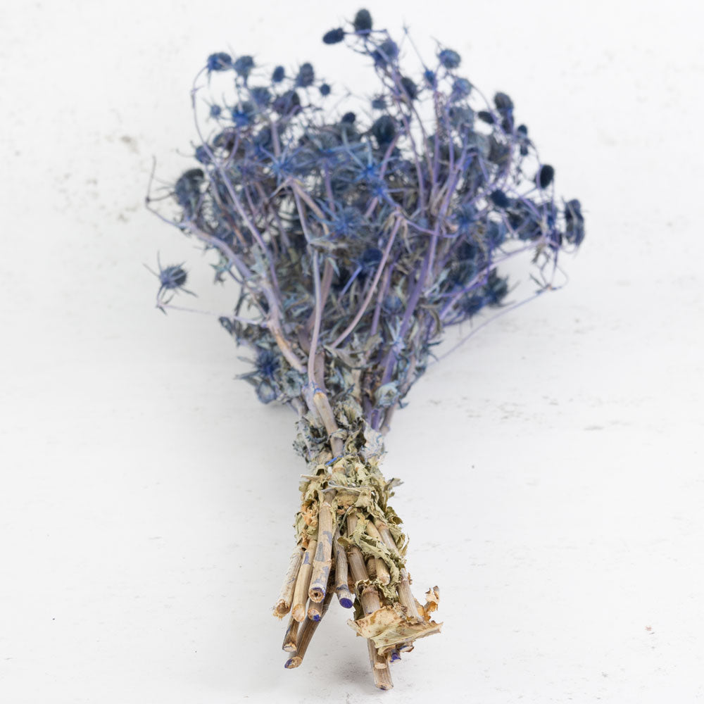 Eryngium Thistle, Dyed Blue