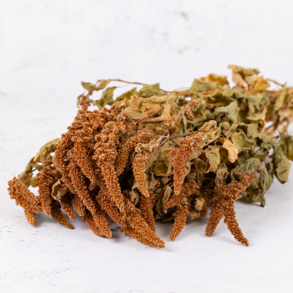 Amaranthus caudatus in natural reddish orange colour and sage green stems