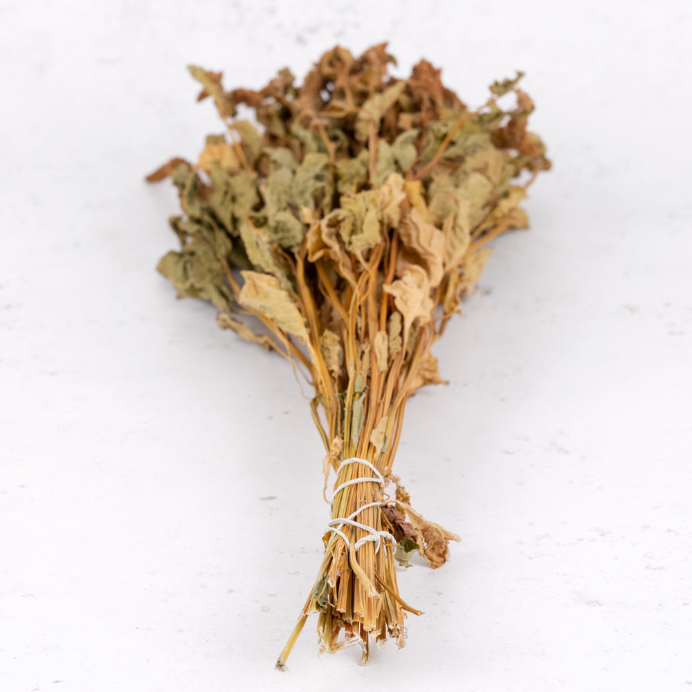 Amaranthus caudatus in natural reddish orange colour and sage green stems