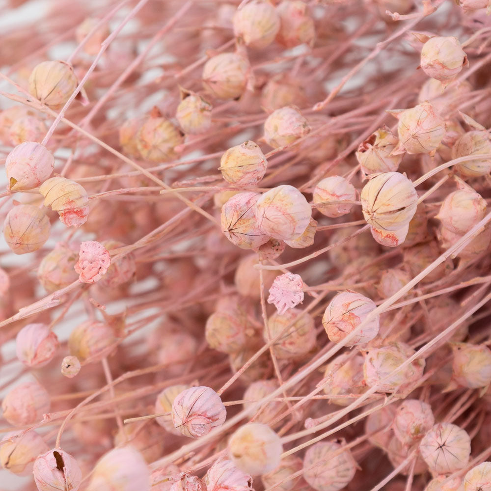 Linum (flax), Pink Misty