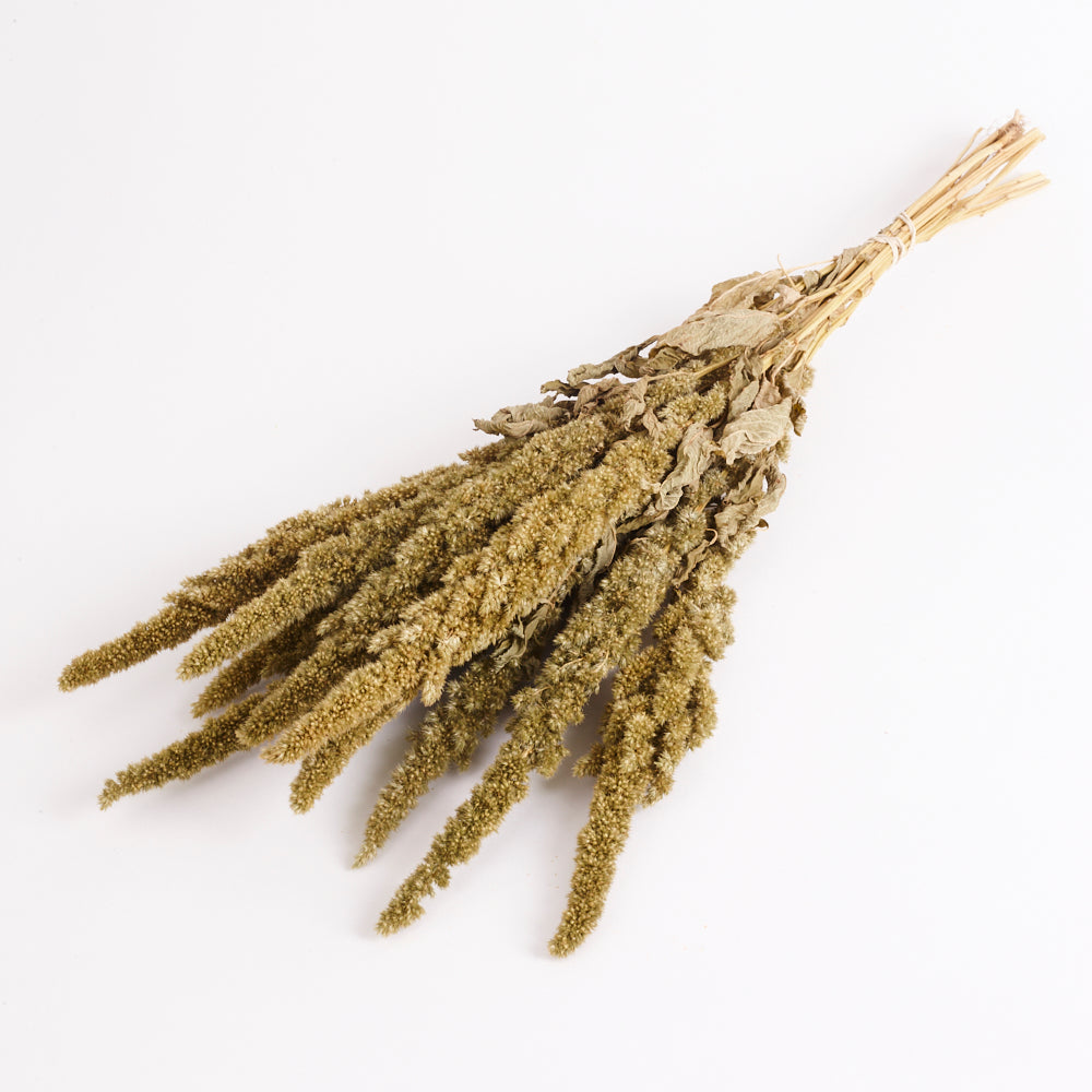 Amaranthus, Dried, Natural Green, Bunch