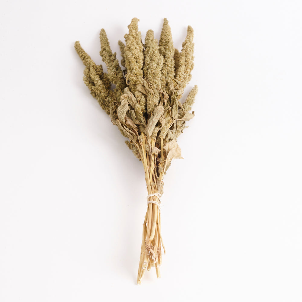 Amaranthus, Dried, Natural Green, Bunch