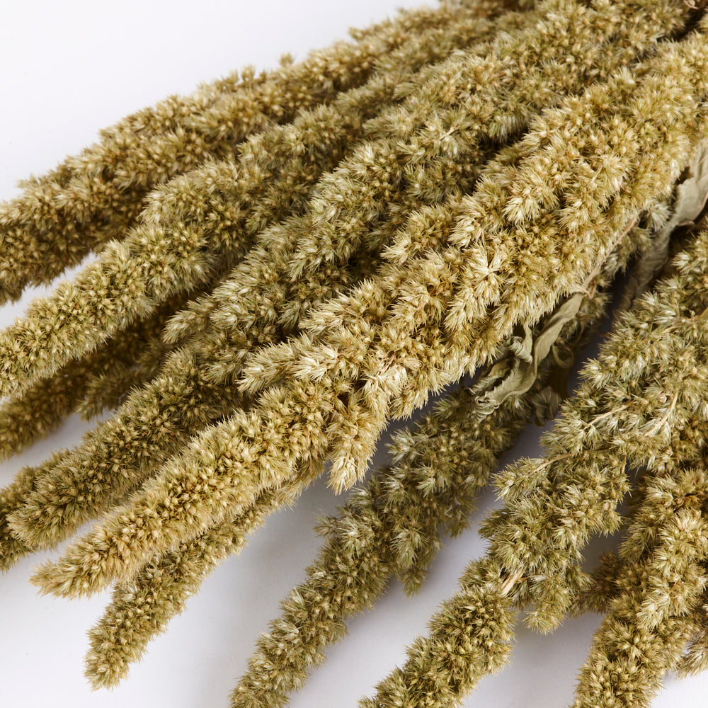 Amaranthus, Dried, Natural Green, Bunch