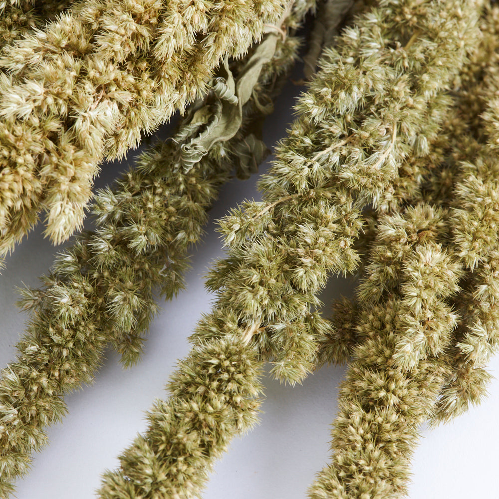 Amaranthus, Dried, Natural Green, Bunch