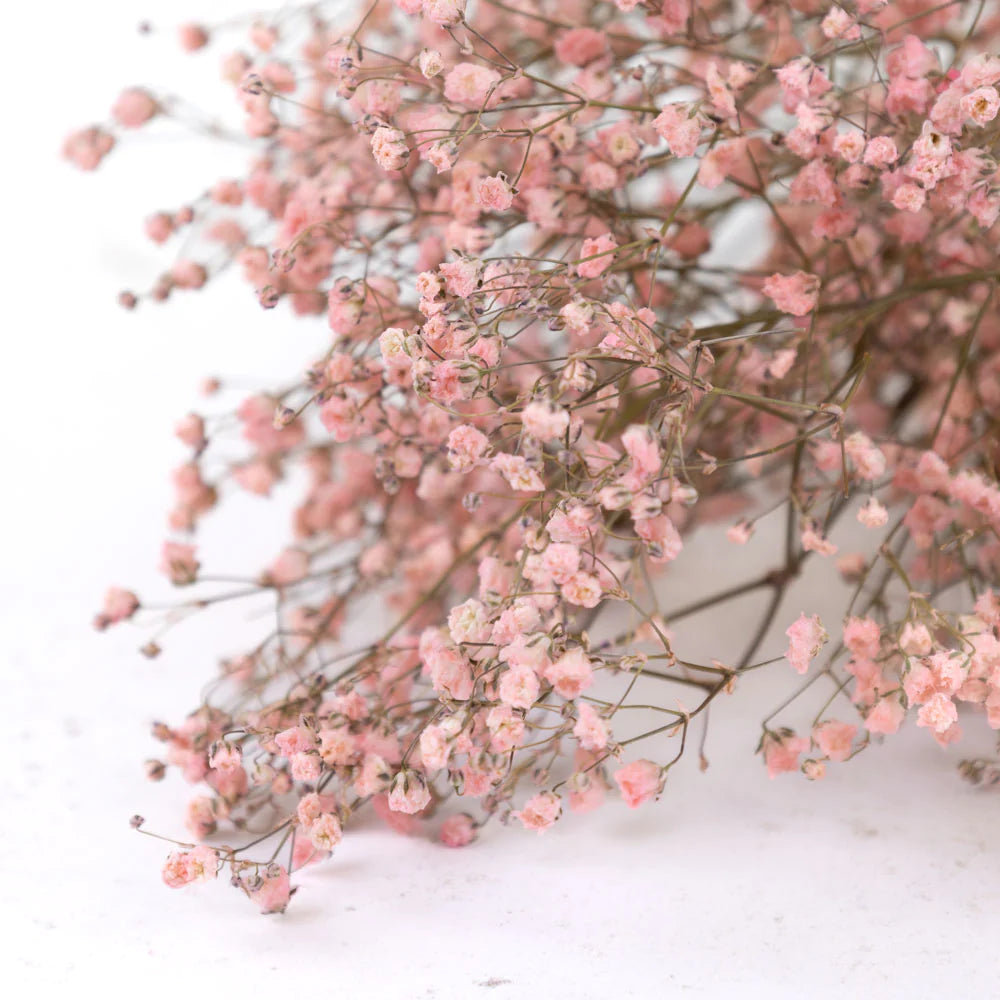 Gypsophila, Dried, Natural Pink, 5 Stem Bunch