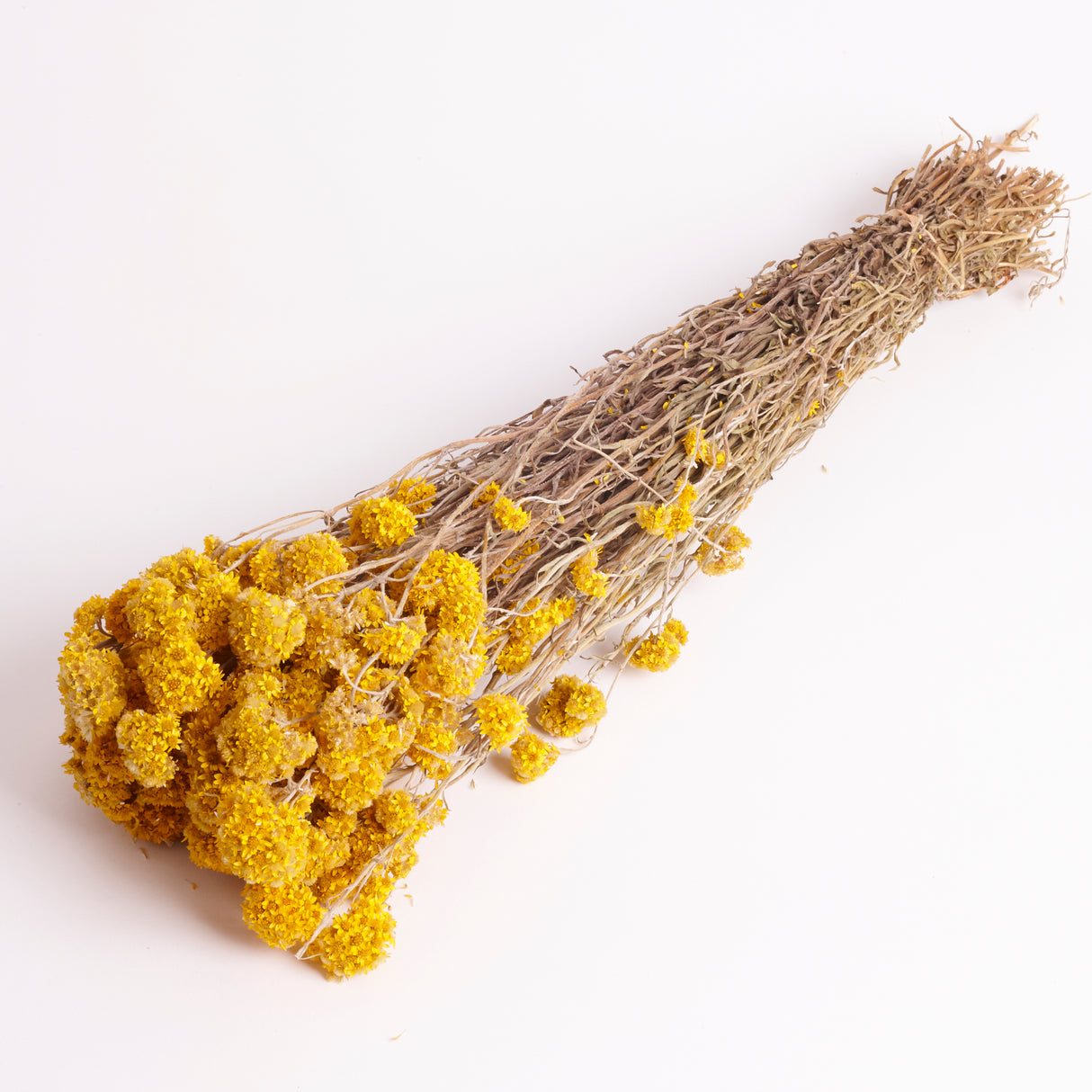 Sanfordii, Natural Yellow, Bunch, 50cm